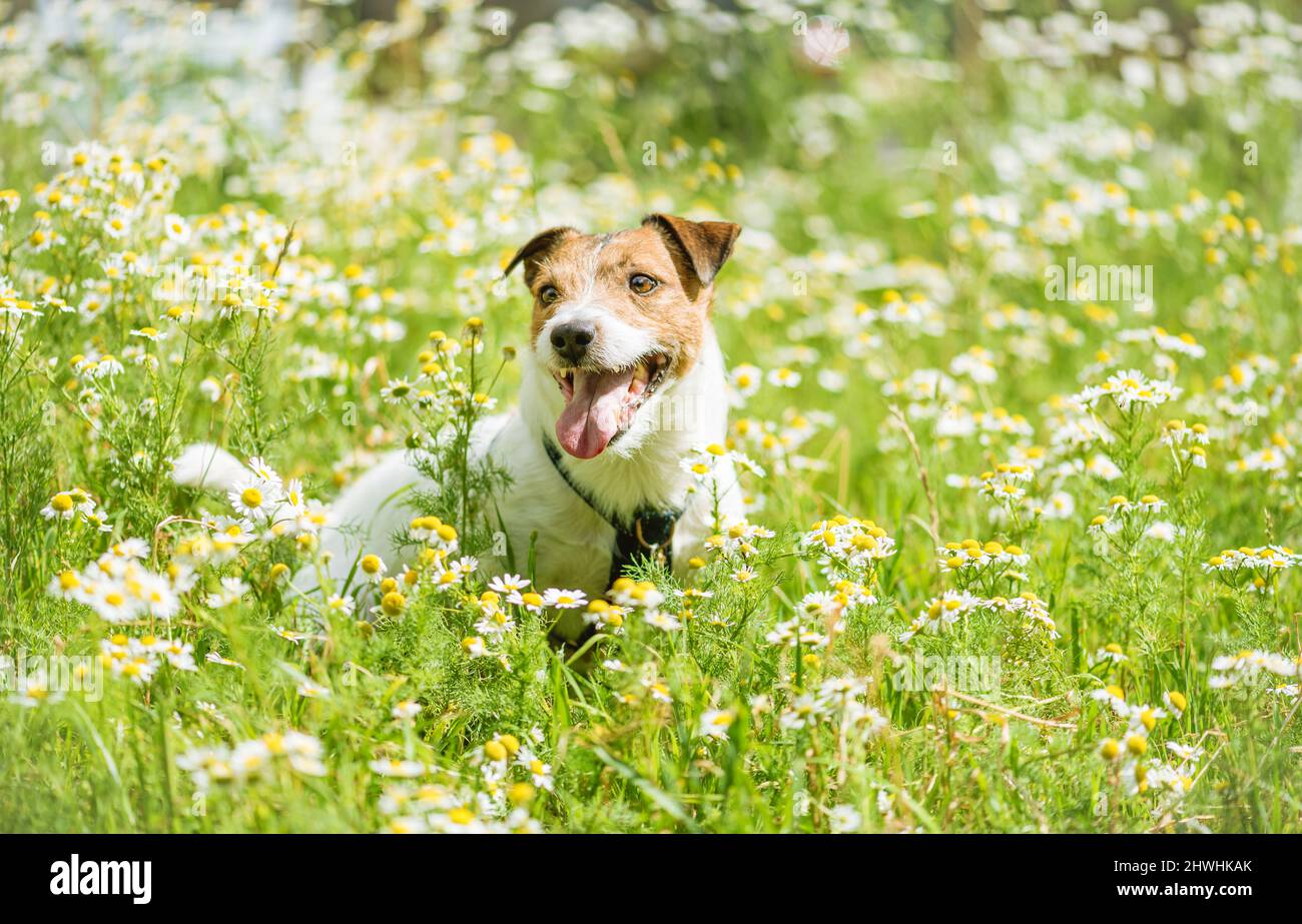 Hallo Frühling Konzept mit glücklich lächelnden Hund spielen zwischen frischen Gänseblümchen Blumen an sonnigen Tag Stockfoto