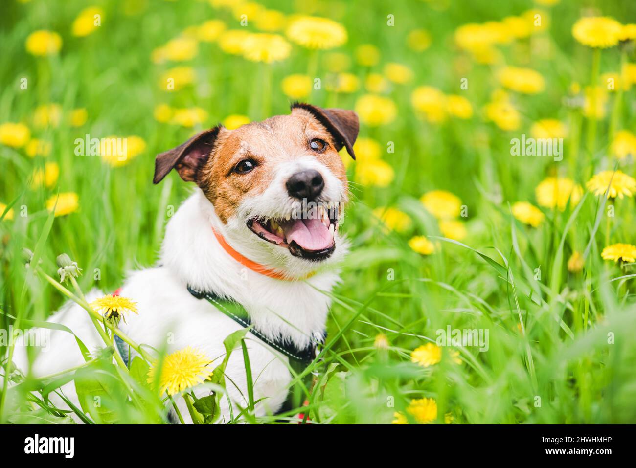 Hund trägt Anti-Schädlinge Kragen, um Angriffe von Parasiten während der Frühjahrssaison zu verhindern Stockfoto