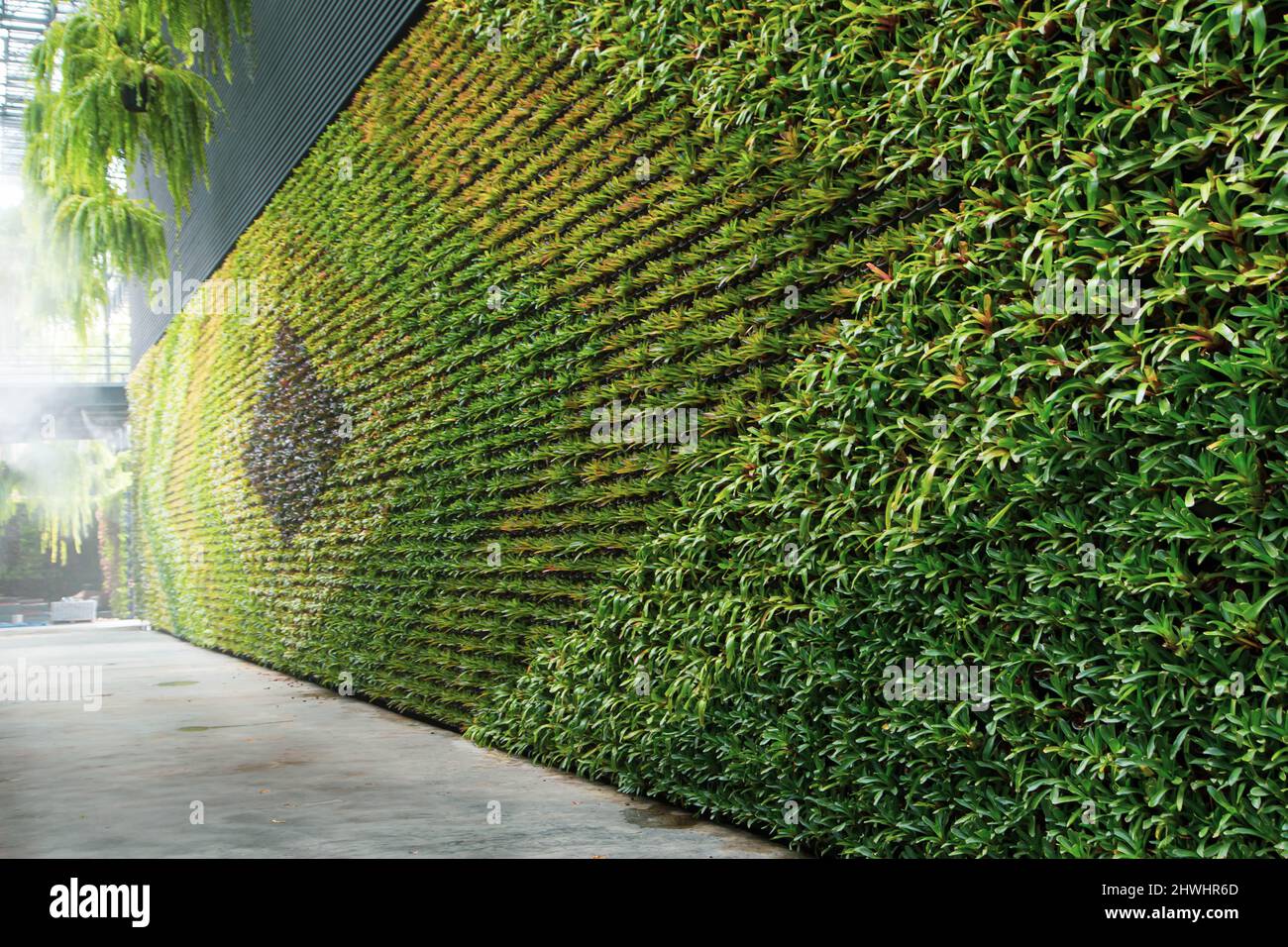 Grüne Wand vertikalen Garten freundlich grüne Natur umweltfreundliche Designlandschaft im Gebäude Stockfoto