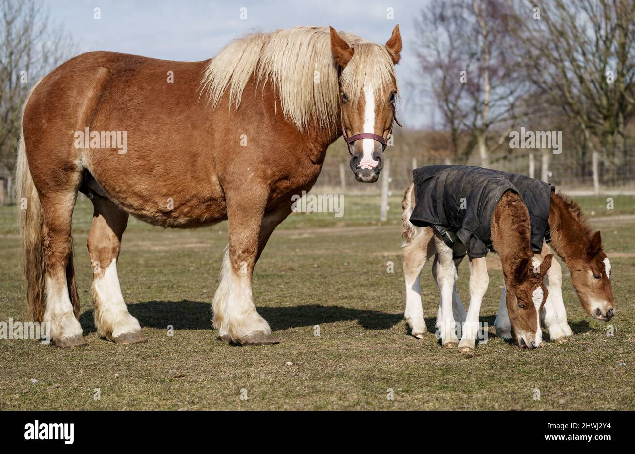 Warder, Deutschland. 06. März 2022. Die Schleswig-Kaltblütler Jasmin steht mit ihren Zwillingsfohlen Rasmus und Rosi (r), geboren am 15. Februar 2022, im Warder Ark Zoo auf der Weide. Zwillingsgeburten sind bei Pferden extrem selten. Quelle: Axel Heimken/dpa/Alamy Live News Stockfoto