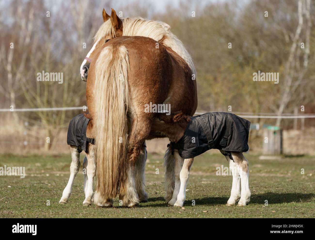 Warder, Deutschland. 06. März 2022. Die Schleswig-kaltblütigen Fohlen 'Rasmus' und 'Rosi' (r) werden von ihrer Mutter 'Jasmin' auf der Weide im Warder Ark Zoo gesaugt. Zwillingsgeburten sind bei Pferden extrem selten. Quelle: Axel Heimken/dpa/Alamy Live News Stockfoto