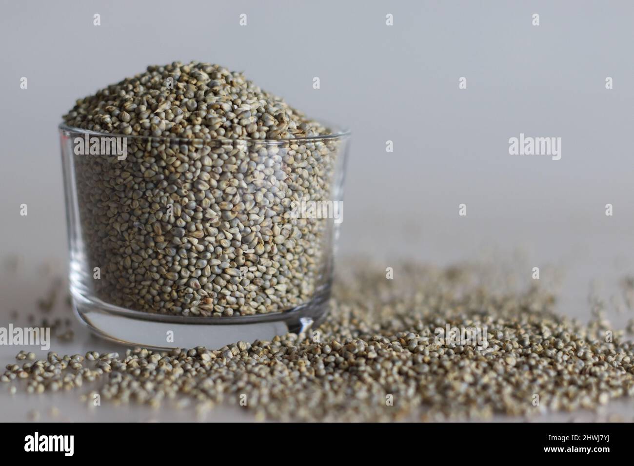 Bajra ist ein traditioneller Hindi-Name für die Pennisetum glaucum-Kultur, die auch als Perlenhirse bekannt ist. Das Getreide wird vor allem in Afrika und Indien angebaut, wo Stockfoto