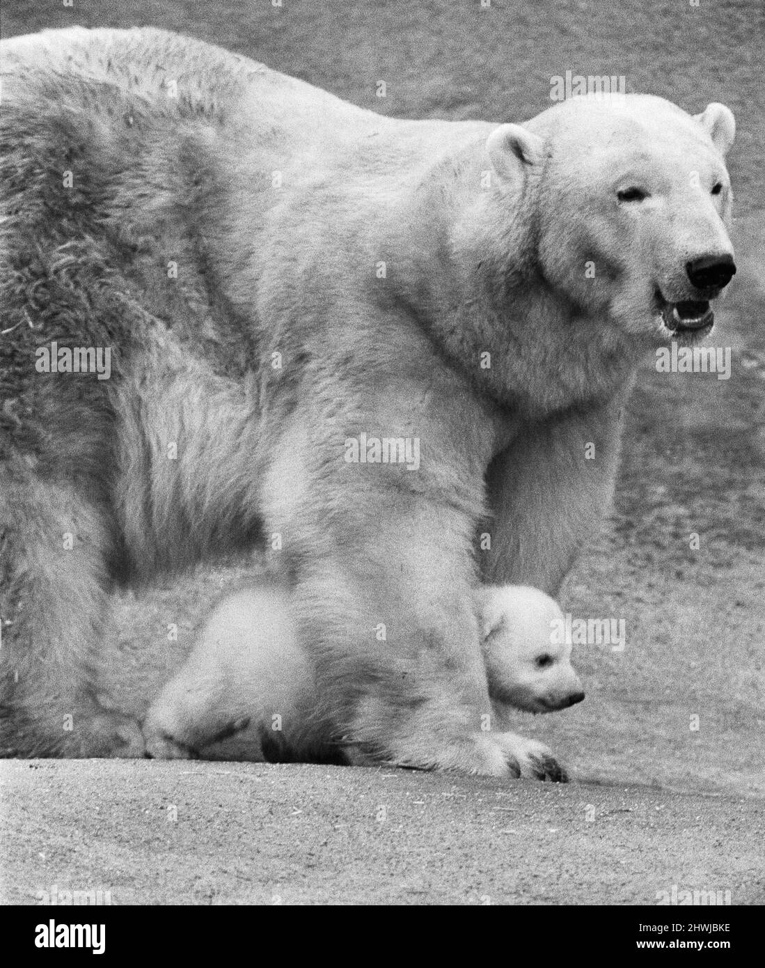 Zum ersten Mal wack, das Eisbärenjunge, das Sam und Sally am 29.. November 1972 geboren wurde, wagte sich mit seiner Mutter aus seiner privaten Höhle auf den Mappin-Terrassen, um die Presse zu treffen.Paddiwack, benannt von Chefkeeper Sam Morton, wiegt etwa 20 - 25 Pfund. Er ist das dritte Eisbärenjunge, das seit der Geburt des berühmten 'Brumas' im Jahr 1949 erfolgreich im Londoner Zoo aufgezogen wurde. 14.. Februar 1973 Stockfoto