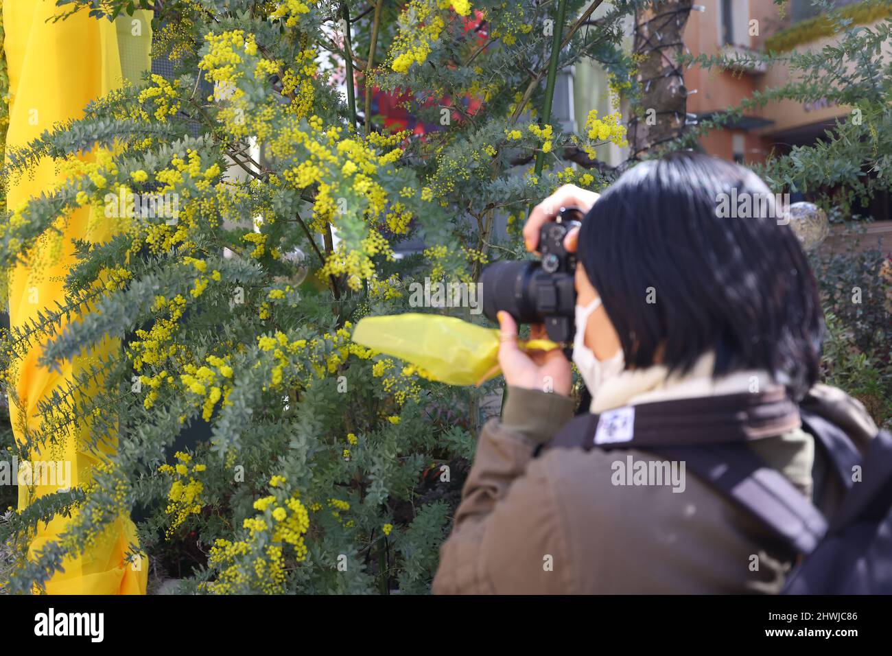 Tokio, Japan. 06. März 2022. Die „MIMOSA FESTA 2022“ wird stattfinden. Die Mimosa Fair fand in der „La Cittadella“ im Bahnhof Kawasaki statt. Die Zeltöffnungen sind von März 5 bis März 6 begrenzt. Die Einrichtung und die Stadt werden vom 15. Februar bis 13. März Gastgeber der Veranstaltung sein. Die ganze Stadt wird Mimosen in Erwartung des Internationalen Frauentags genießen. Am 6. März 2022 in Kanagawa, Japan. (Foto von Kazuki Oishi/Sipa USA) Quelle: SIPA USA/Alamy Live News Stockfoto