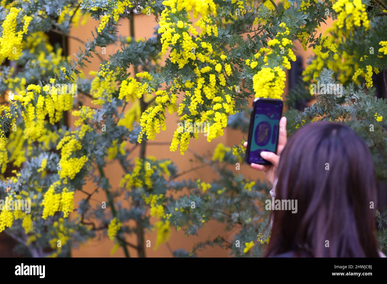 Tokio, Japan. 06. März 2022. Die „MIMOSA FESTA 2022“ wird stattfinden. Die Mimosa Fair fand in der „La Cittadella“ im Bahnhof Kawasaki statt. Die Zeltöffnungen sind von März 5 bis März 6 begrenzt. Die Einrichtung und die Stadt werden vom 15. Februar bis 13. März Gastgeber der Veranstaltung sein. Die ganze Stadt wird Mimosen in Erwartung des Internationalen Frauentags genießen. Am 6. März 2022 in Kanagawa, Japan. (Foto von Kazuki Oishi/Sipa USA) Quelle: SIPA USA/Alamy Live News Stockfoto