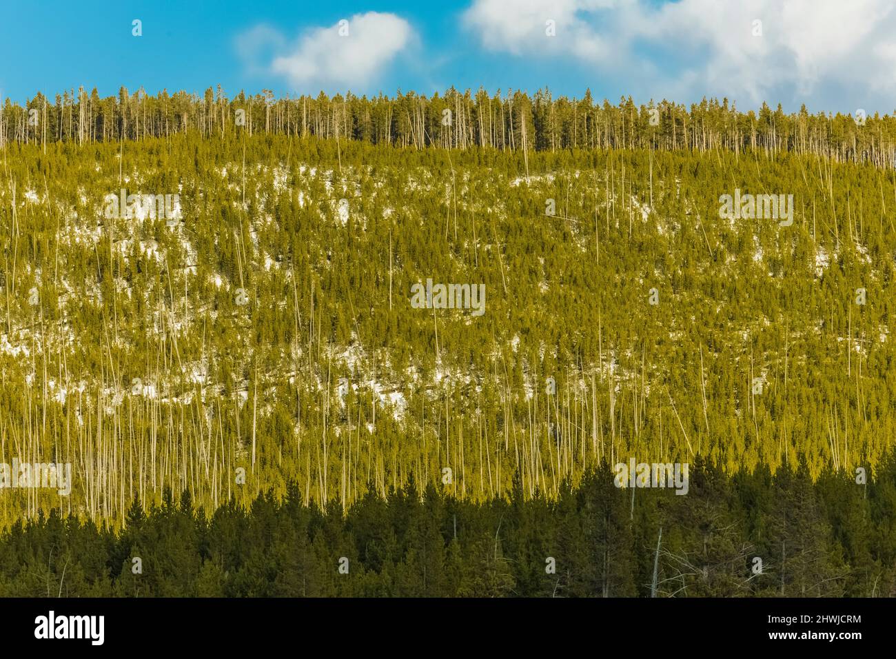 Regeneration von Lodgepole Pines, Pinus contorta, nach den vorübergehend verheerenden Waldbränden im Yellowstone-Nationalpark im Jahr 1988, Wyoming, USA Stockfoto