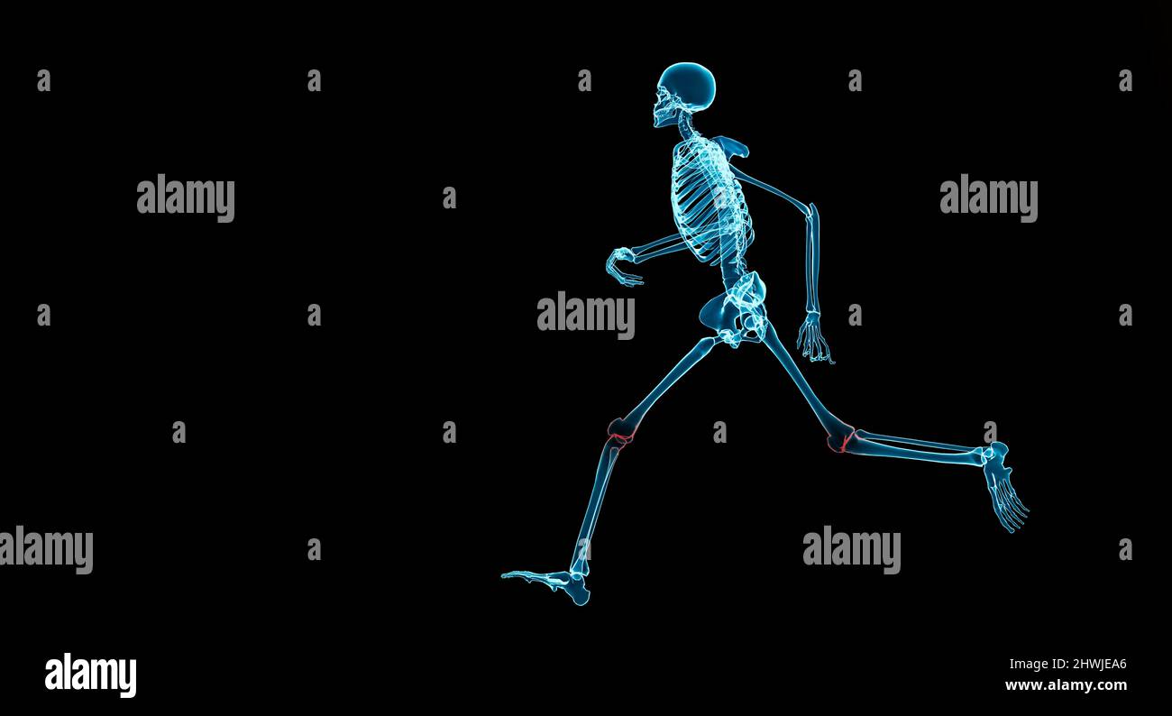 Menschliches Skelett läuft mit rotem Licht am Knie, Arthrose Kniegelenk beim Laufen Konzept, 3D Illustration Rendering Stockfoto