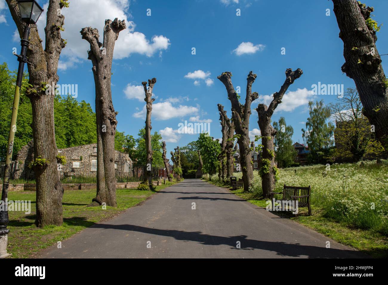 Bäume auf dem Friedhof von Bury St. Edmunds Stockfoto