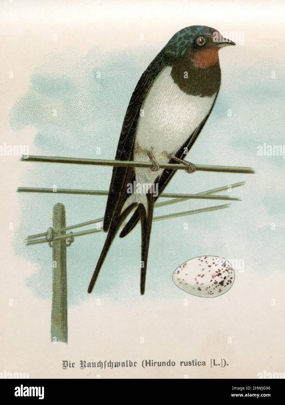 Schwalbenschwalbe;Schwalbenschwalbe Hirundo rustica;Hirundo rustica, (Zoologiebuch, ca. 1895), Rauchschwalbe;Rauchschwalbe Stockfoto