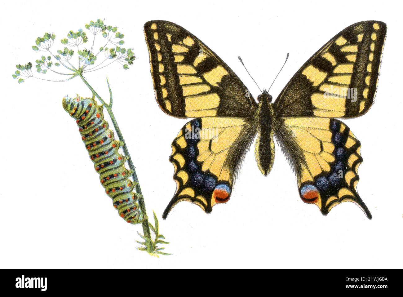 Old World Swallowtail Papilio machaon, (Zoologie Buch, 1913), Schwalbenschwanz Stockfoto