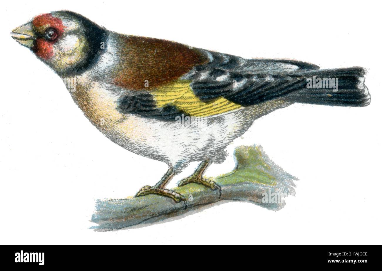 Europäischer Goldfink Carduelis carduelis, (Zoologiebuch, 1913), Stieglitz, Distelfink Stockfoto