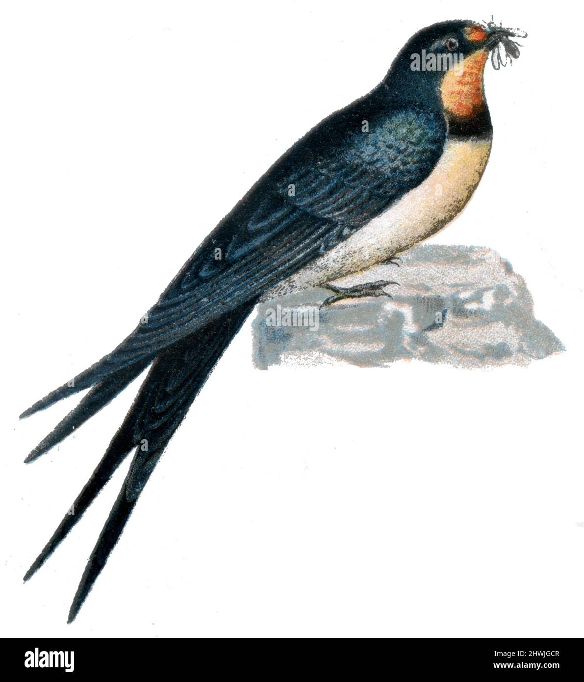 Schwalbenschwalbe;Schwalbenschwalbe Hirundo rustica;Hirundo rustica, (Zoologie Buch, 1913), Rauchschwalbe;Rauchschwalbe Stockfoto
