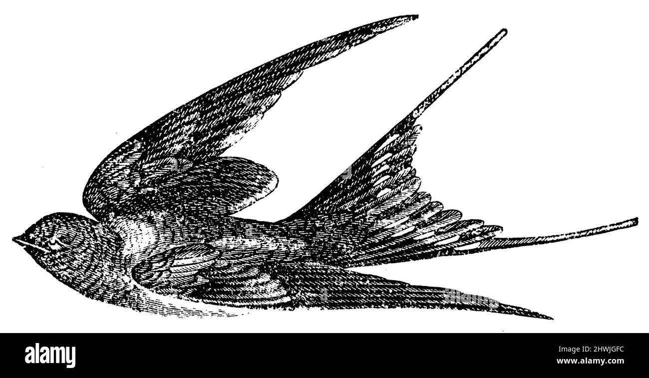 Schwalbenschwalbe, Hirundo rustica, anonym (Zoologiebuch, 1889), Rauchschwalbe, Hirondelle rustique Stockfoto