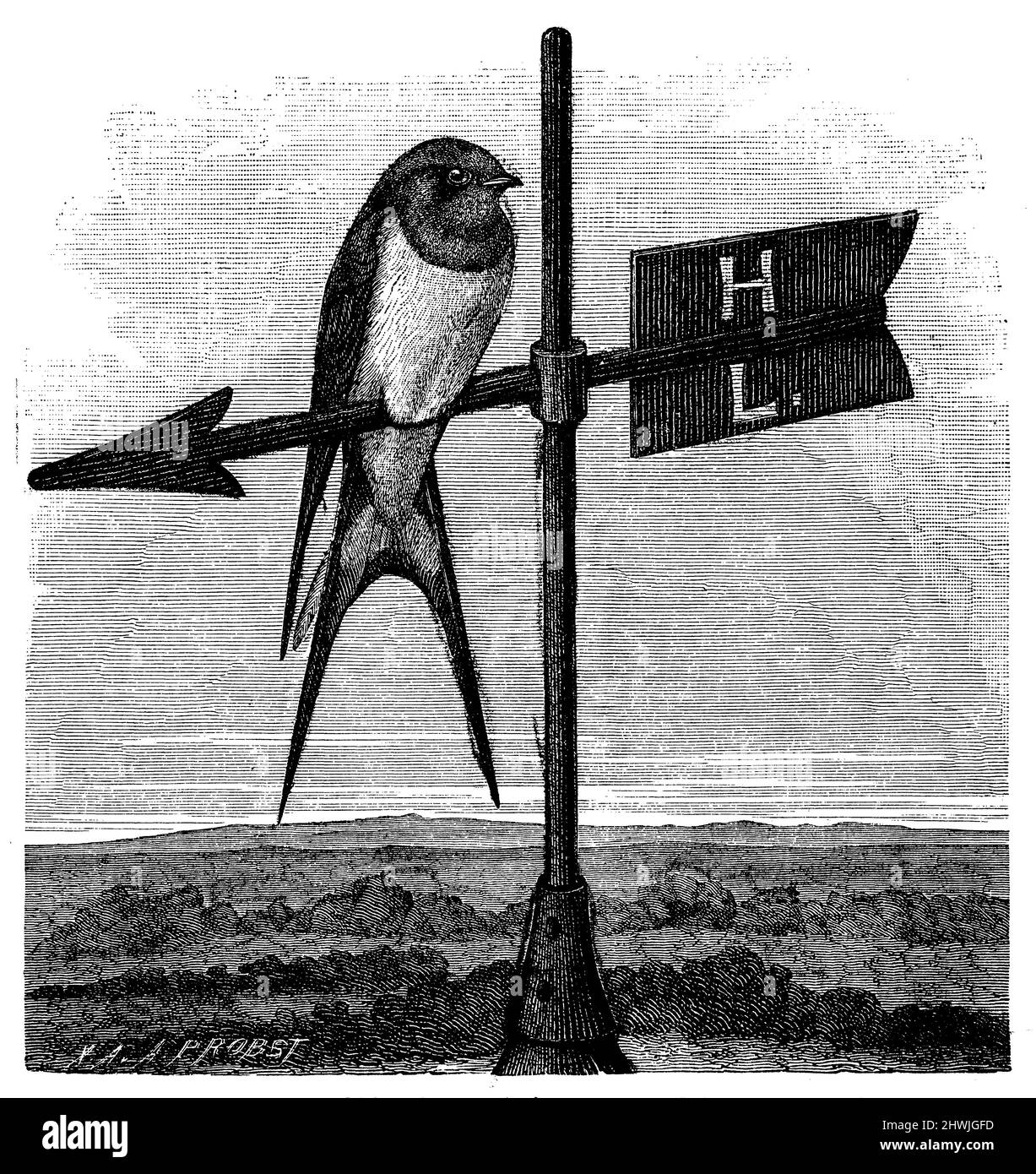 Scheune Swallow, Hirundo rustica, A. Probst (Zoologiebuch, 1899), Rauchschwalbe, Hirondelle rustique Stockfoto