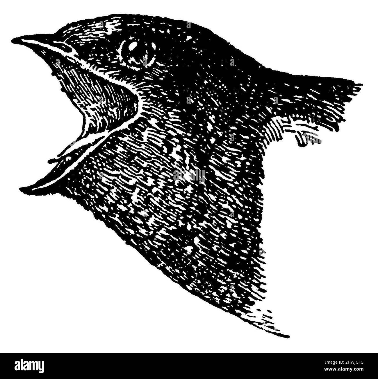 Schwalbe, Kopf, Hirundo rustica, anonym (Zoologiebuch, 1928), Rauchschwalbe, Kopf, Hirondelle rustique, tête Stockfoto