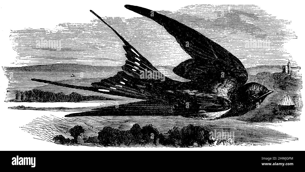 Schwalbenschwalbe, Hirundo rustica, (Zoologiebuch, 1870), Rauchschwalbe, Hirondelle rustique Stockfoto
