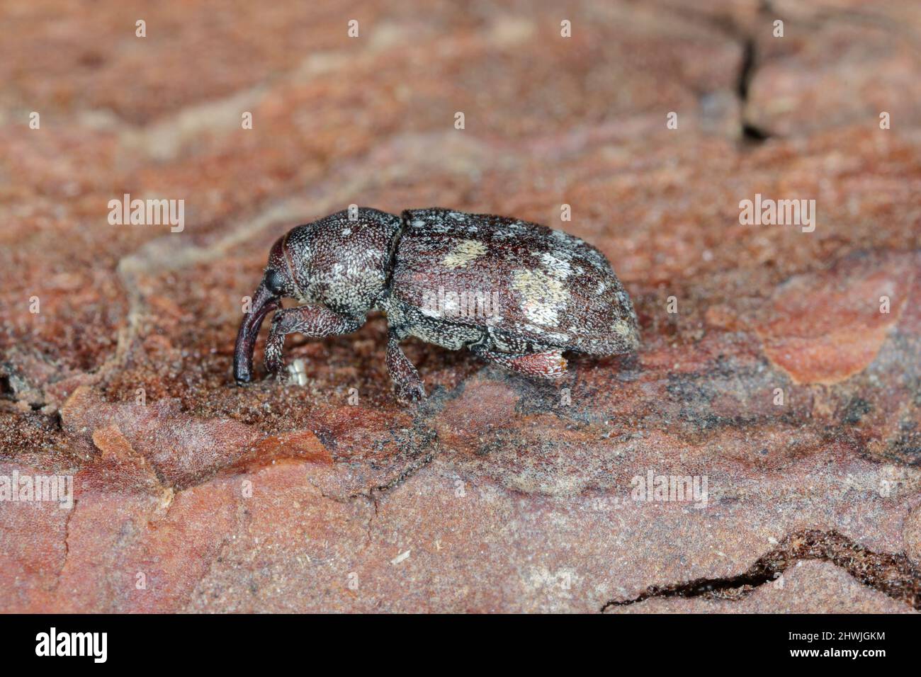 Pissodes castaneus - eine Art der weevil Familie. Dies ist eine häufige Pest von Kiefernwäldern. Käfer auf der Rinde der Kiefer. Stockfoto