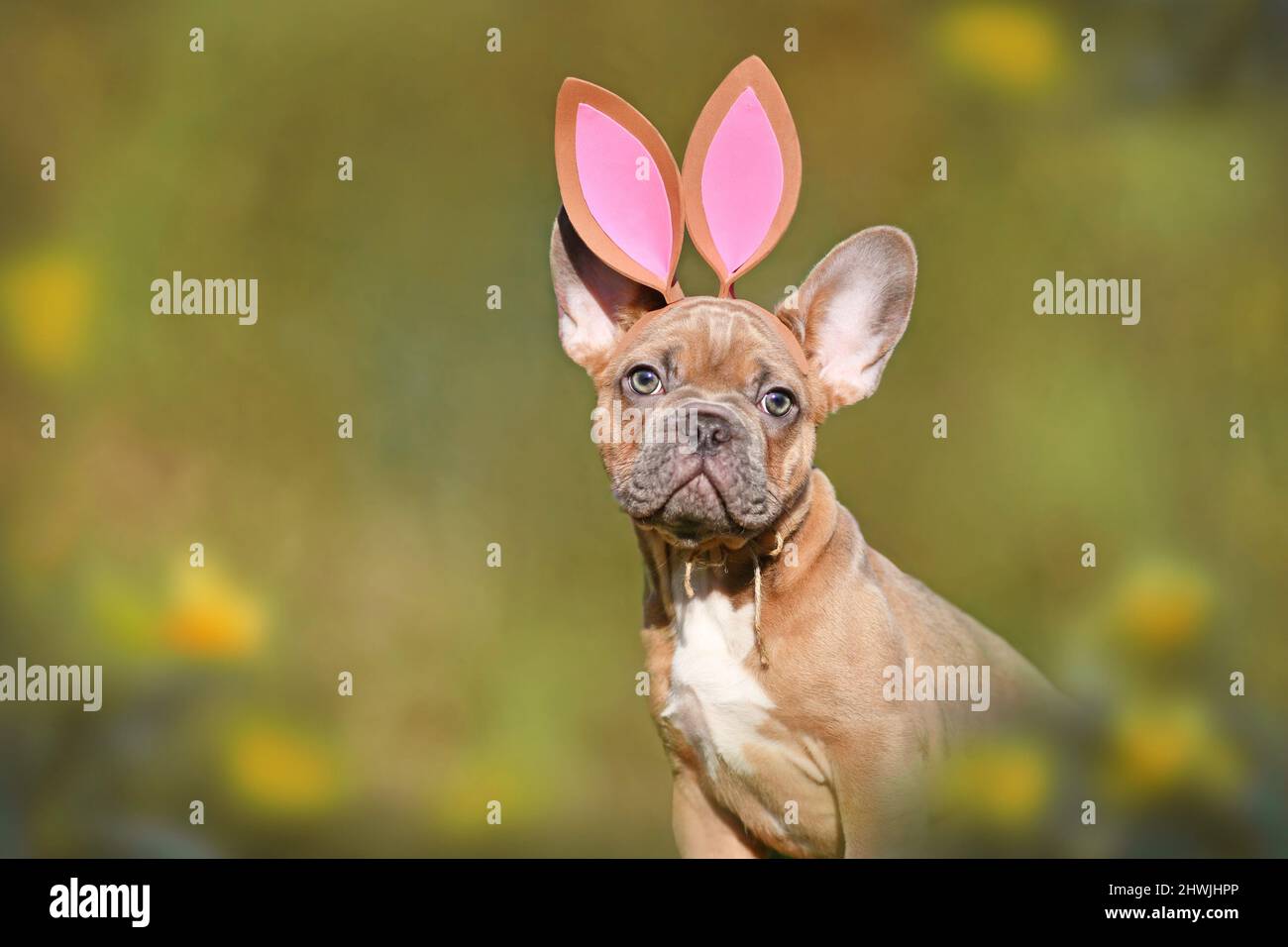 Osterhase Hund. Französisch Bulldogge Welpen tragen Kostüm Kaninchen Ohren Stirnband Stockfoto