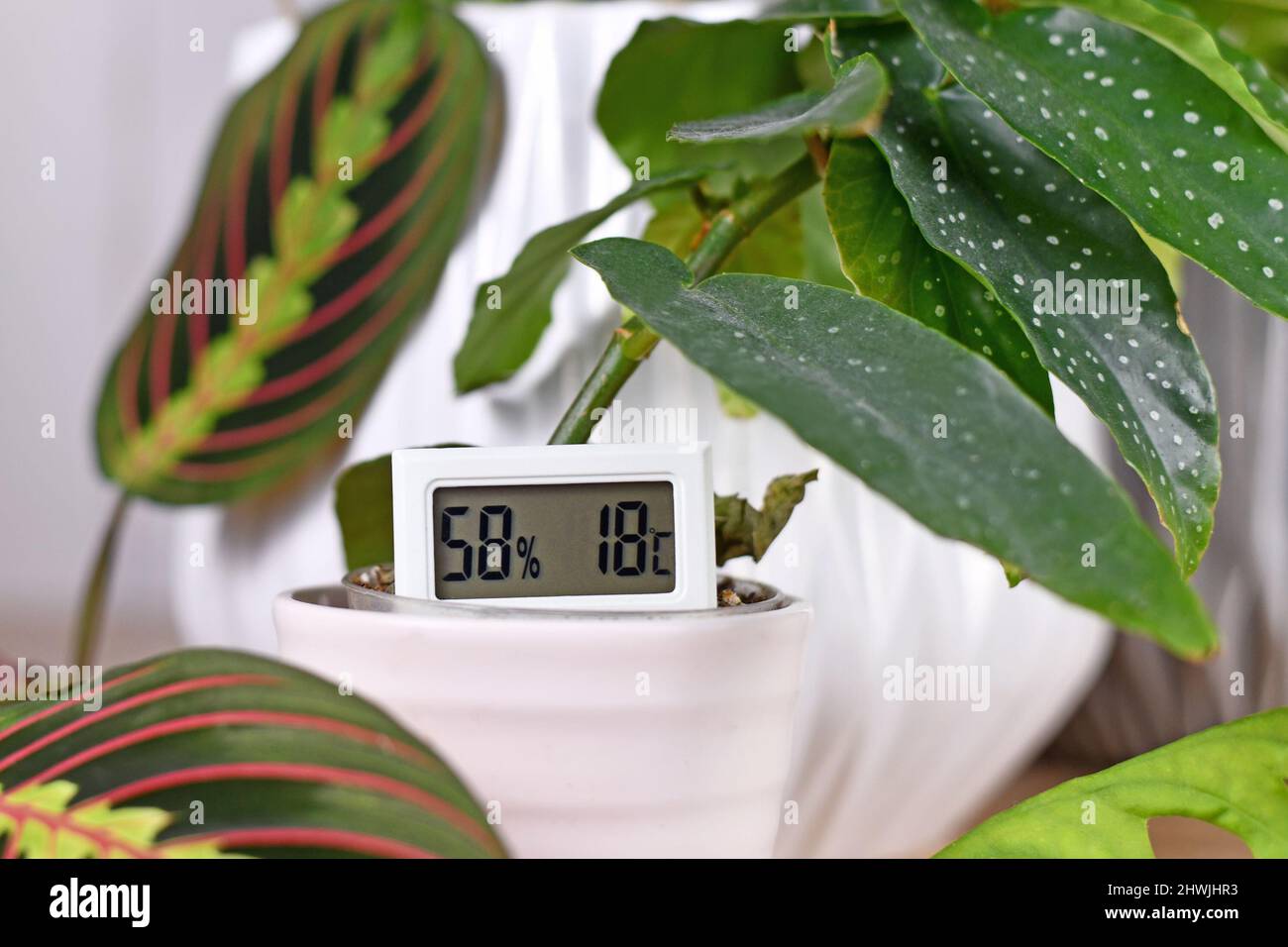 Hygrometer und Thermometer zur Messung von Feuchtigkeit und Temperatur für Zimmerpflanzen Stockfoto