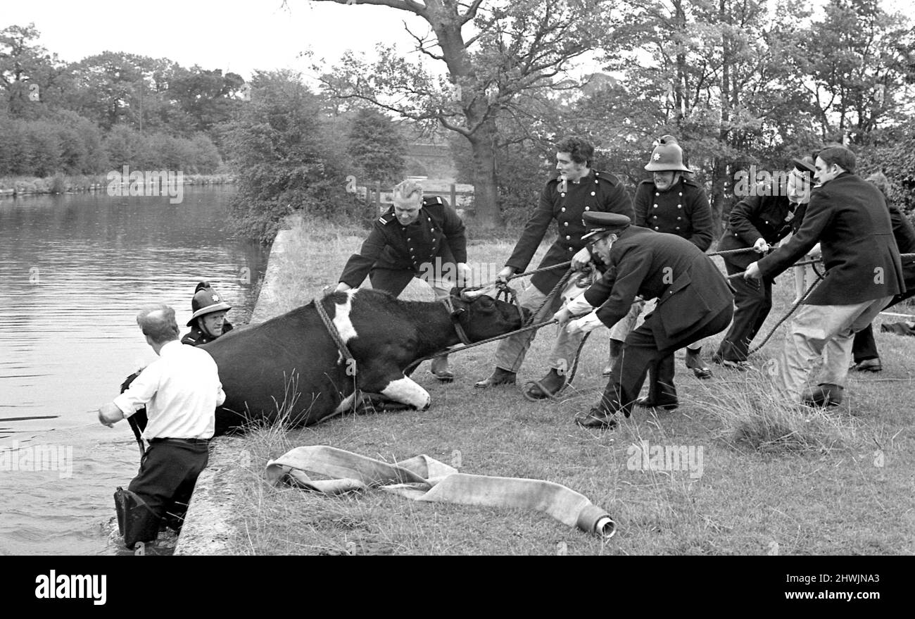 Feuerwehrmänner und Polizei haben sich zusammengetan, um eine Kuh zu retten, die gestern in den Kanal der Myton Road, Warwick, gestürzt war, nachdem sie zu nahe am Rand gewandert war. Sie fesselten ein Seil um sie und es dauerte 10 Minuten, bis sie auf die Bank kam. Niemand wusste, wie lange das Tier im Wasser gewesen war, aber sie war draußen, bevor ihr Besitzer überhaupt von ihrem Sturz wusste.9.. Oktober 1972 Stockfoto