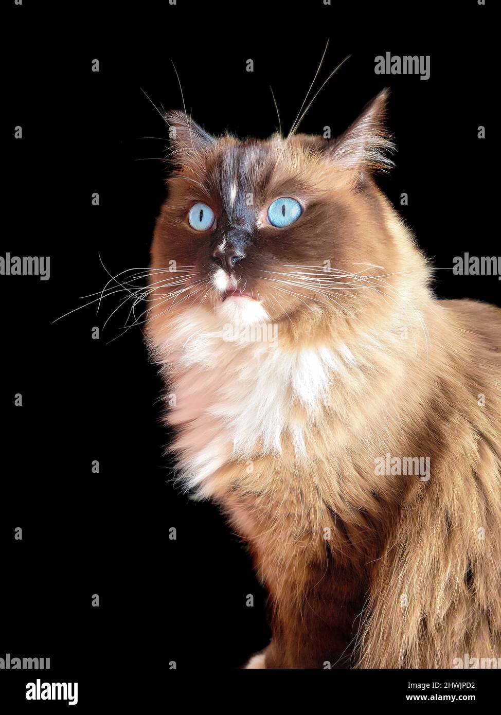 Ragdoll-Katze mit blauen Augen und überraschendem Ausdruck isoliert auf Schwarz Stockfoto