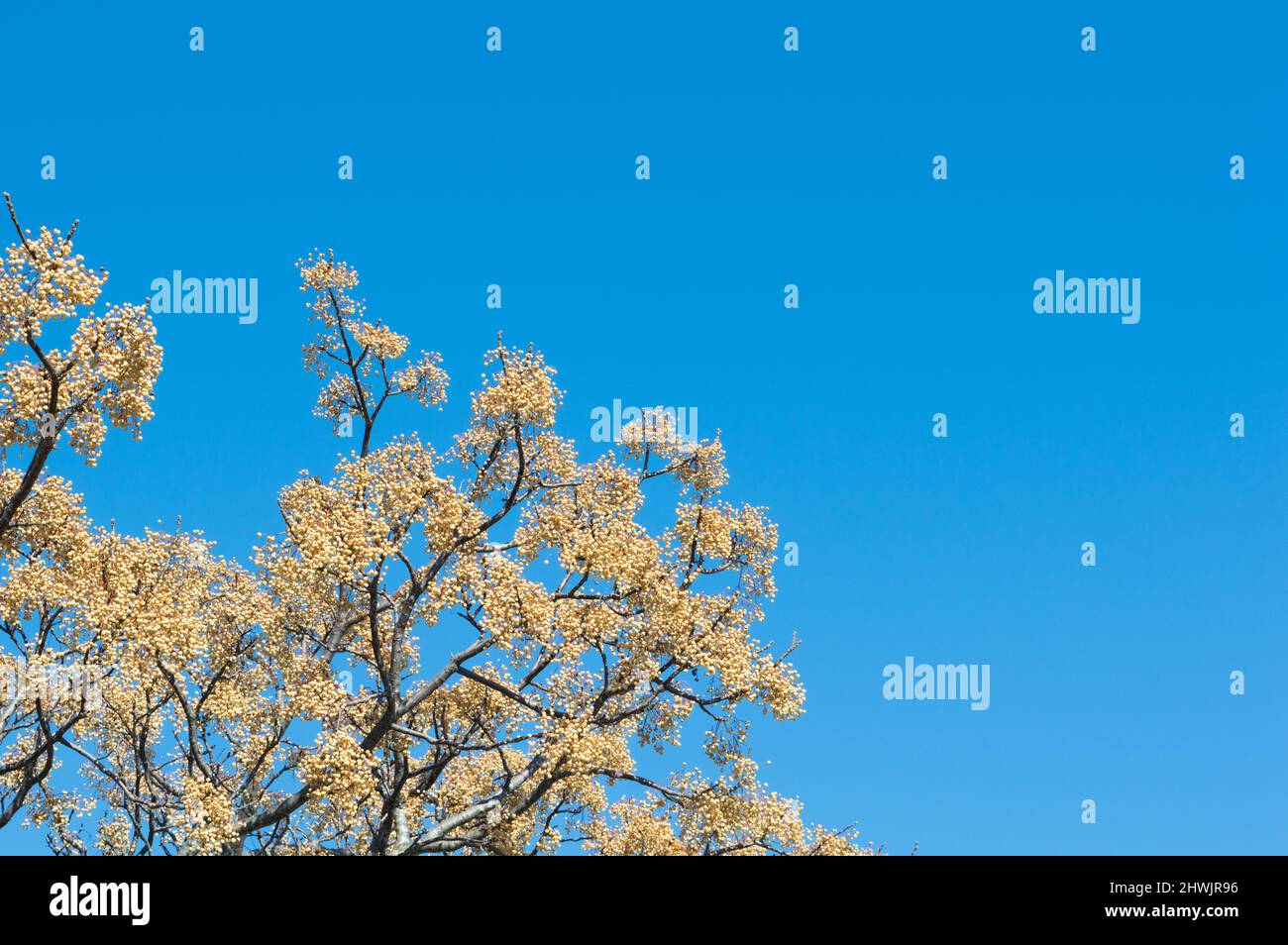 Steinfrucht von Melia azedarach, bekannt als Chinaberry-Baum im frühen Frühjahr Stockfoto