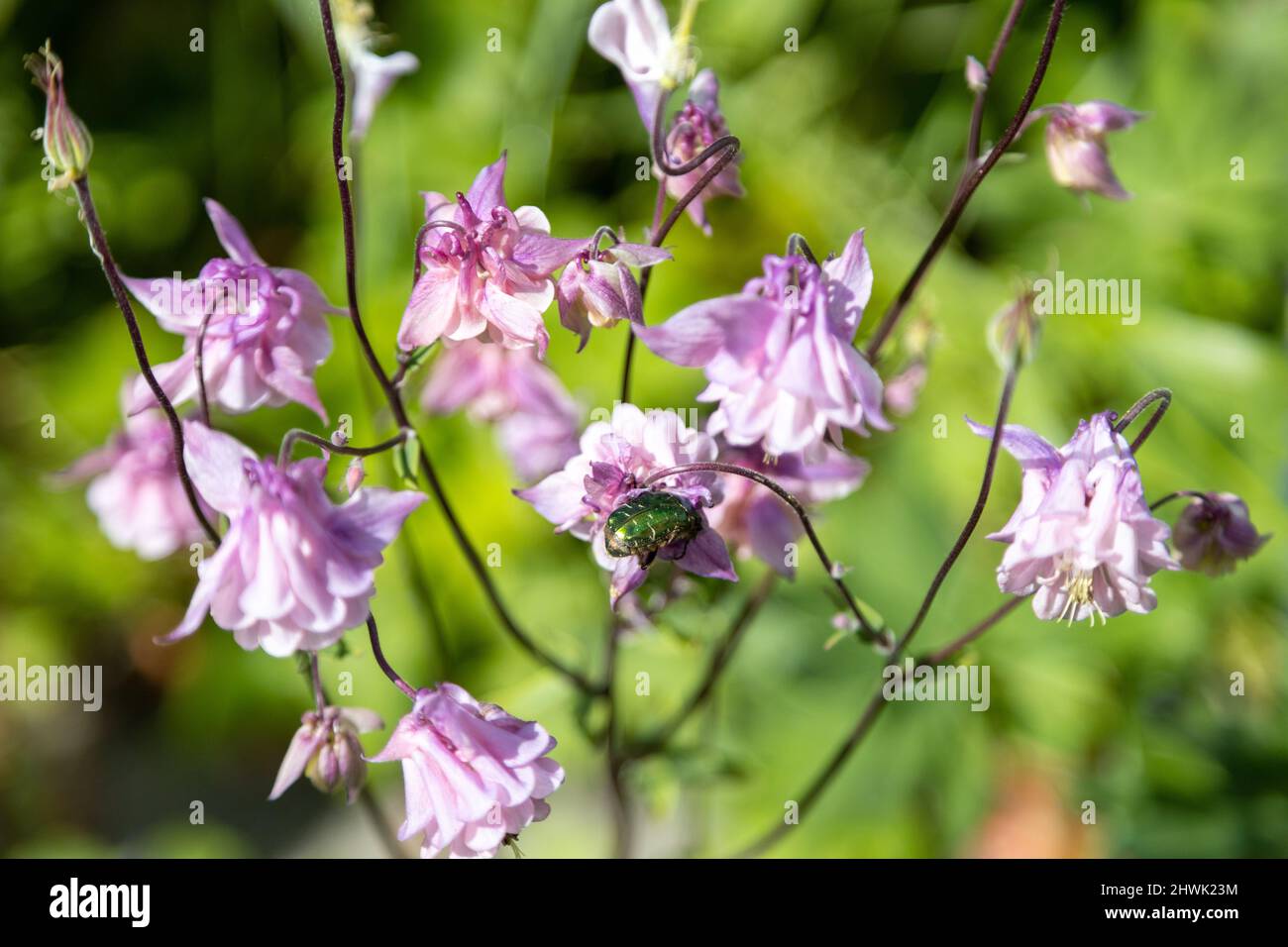 Zwei wunderbare Käfer der Goldenen Rose ernähren sich von rosa Blüten Stockfoto