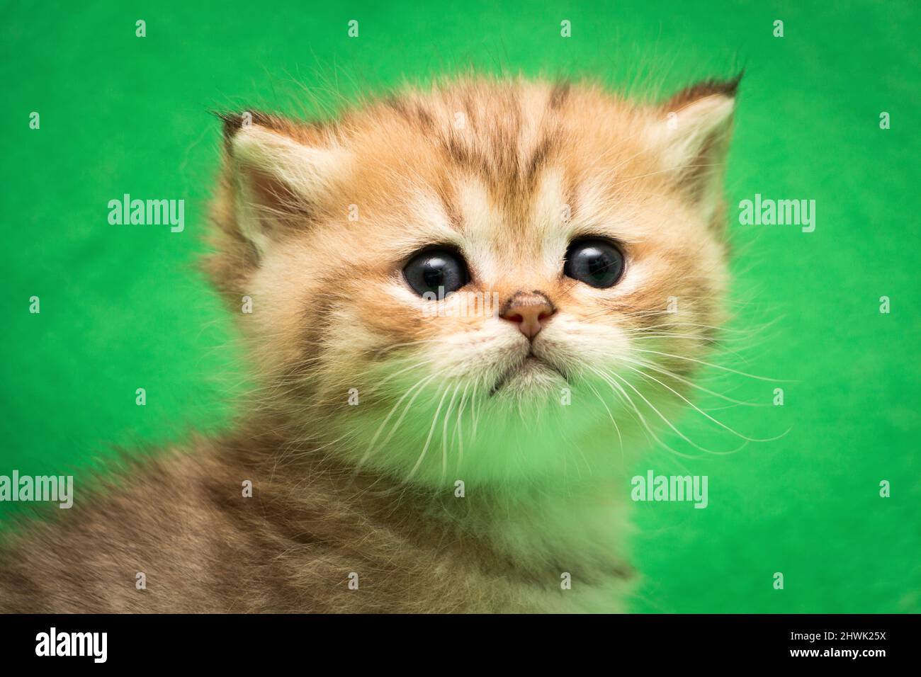 Kopf einer kleinen Golden Tabby Britisch kitten close-up Stockfoto