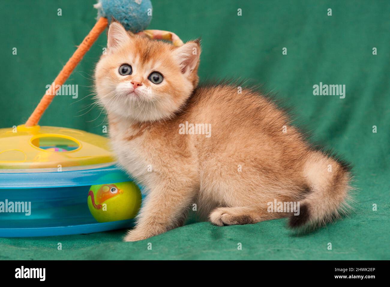 Bezaubernde rothaarige Britischen Kätzchen neben einer Katze spielzeug auf grünem Hintergrund sitzen Stockfoto