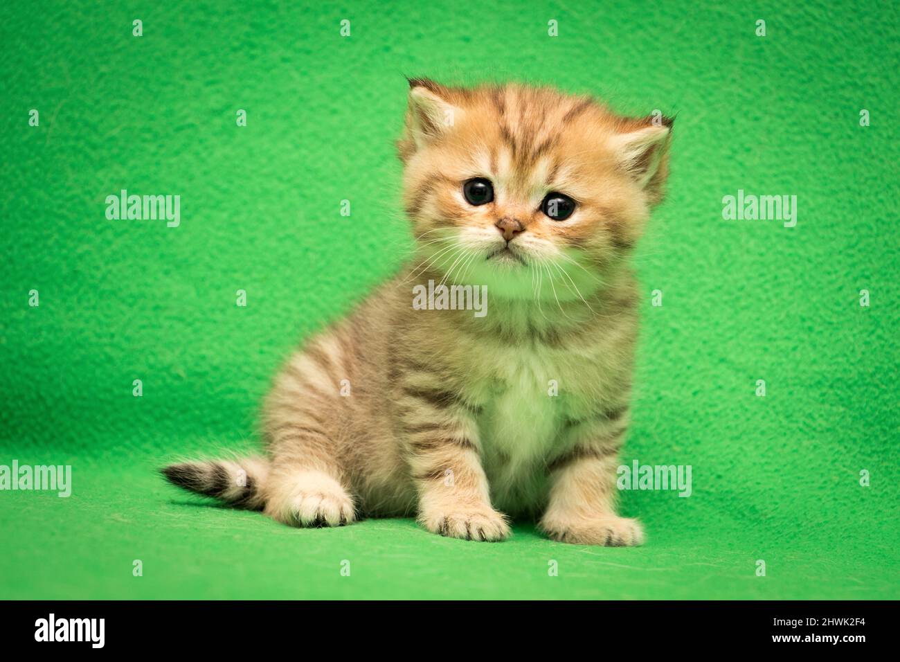 Wenig britische Katze Golden Tabby Farbe sitzt auf einem grünen Hintergrund Stockfoto