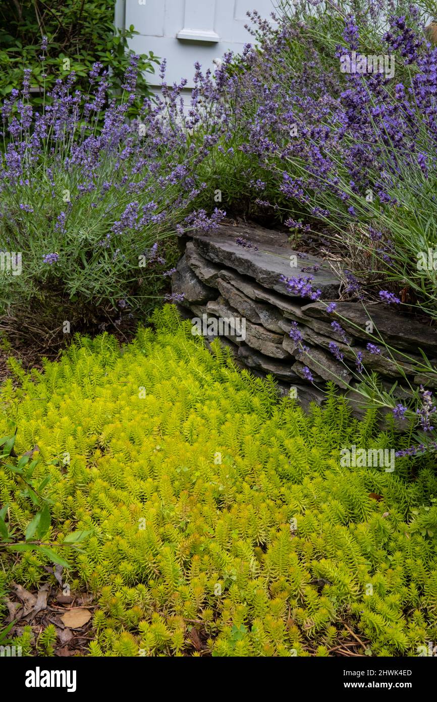 Virginia Garden. Sedum reflexum, Angelina, im Vordergrund, Lavendel im Hintergrund. Stockfoto