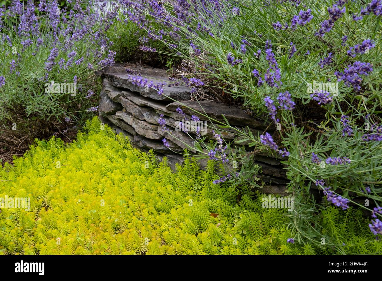 Virginia Garden. Sedum reflexum, Angelina, im Vordergrund, Lavendel im Hintergrund. Stockfoto