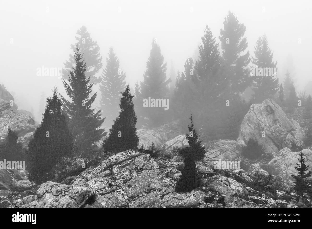 Nebel und Nadelbäume zwischen einem Gesteinswirbel in der nordwestlichen Ecke des Yellowstone National Park, Wyoming, USA Stockfoto