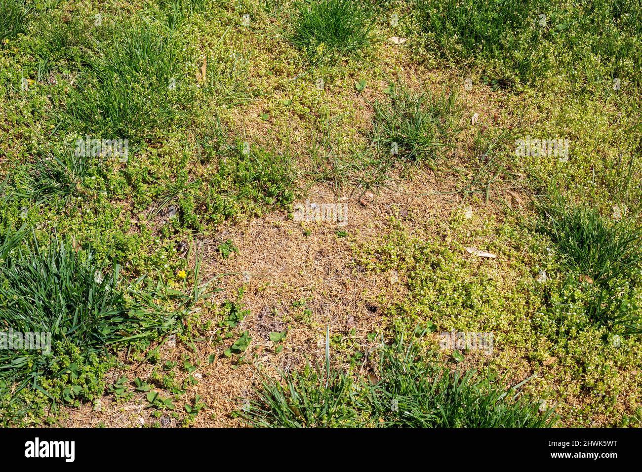 Ungepflegt Rasen, Unkraut, Virginia, USA. Stockfoto
