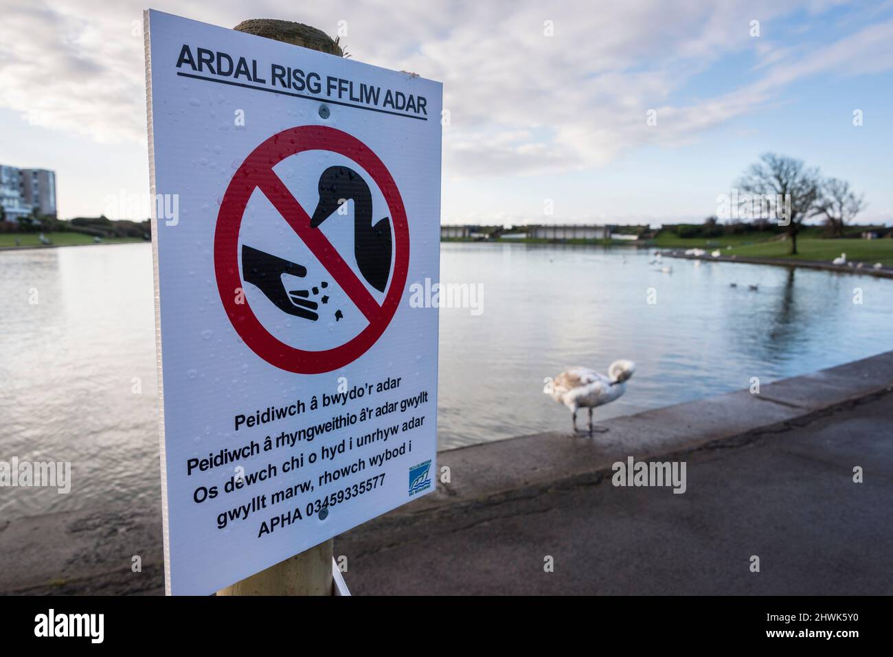 Ein temporäres Schild in Walisisch in einem öffentlichen Park warnt davor, dass die Avian-Grippe unter den Schwanen im Hintergrund zu sehen ist. Stockfoto