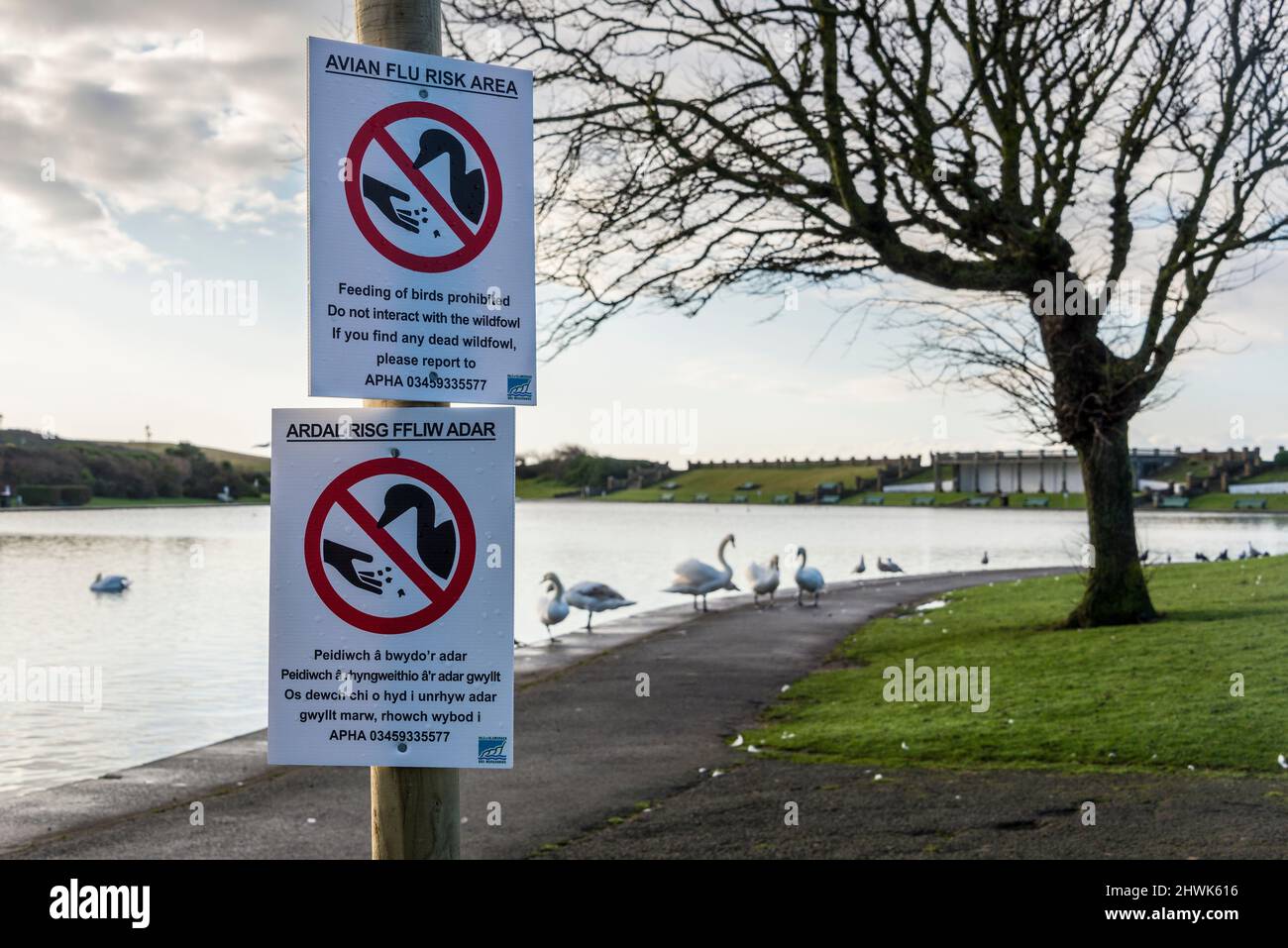 Temporäre Schilder in walisischer Sprache und Englisch in einem öffentlichen Park, die davor warnen, dass die Vogelgrippe, die Vogelgrippe, unter den Schwanen im Hintergrund zu sehen ist. Stockfoto