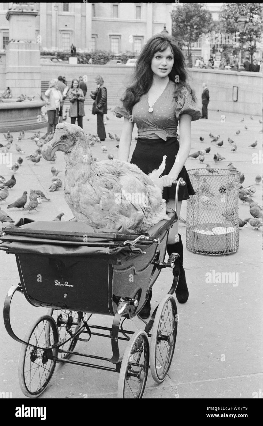 Die Schauspielerin und ehemalige Model Madeline Smith wurde vom Gesetz in Gesellschaft mit einem Dodo in einem Kinderwagen auf dem Trafalgar Square zwangsweise weiterbewegt. Sie wirbt für einen Verkauf seltener, gefüllter Naturkundemuster für einen Freund, der die British Natural History Company leitet. Hier ist sie mit Digby the Dodo auf dem Trafalgar Square abgebildet. 24.. September 1972. *** Ortsüberschrift *** Maddy Smith Stockfoto
