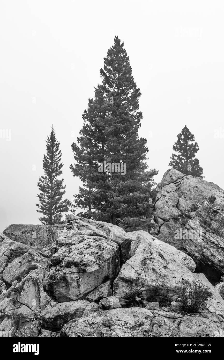 Nebel und Nadelbäume zwischen einem Gesteinswirbel in der nordwestlichen Ecke des Yellowstone National Park, Wyoming, USA Stockfoto