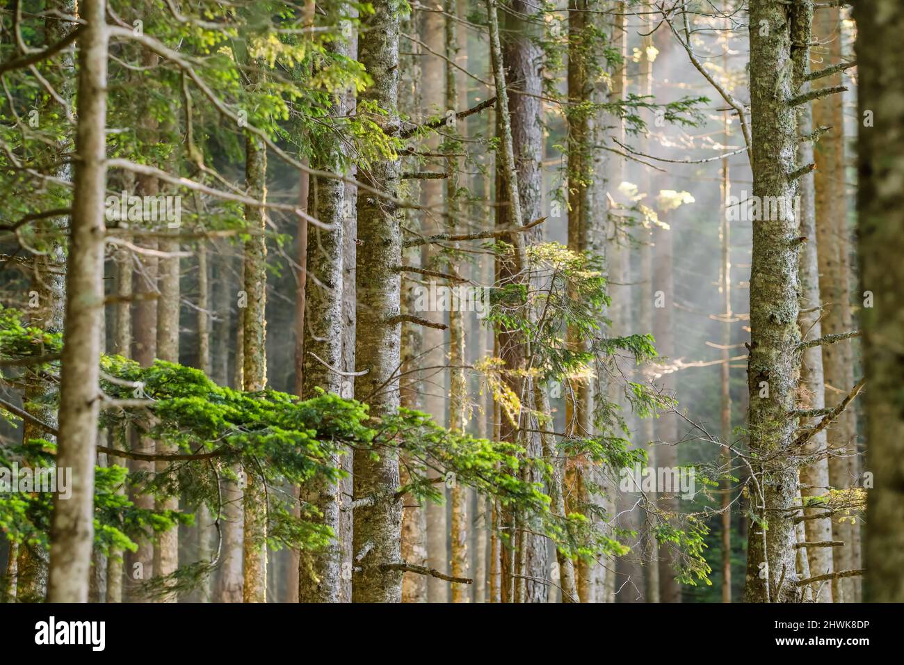 Sonnenstrahlen im natürlichen Fichtenwald Stockfoto