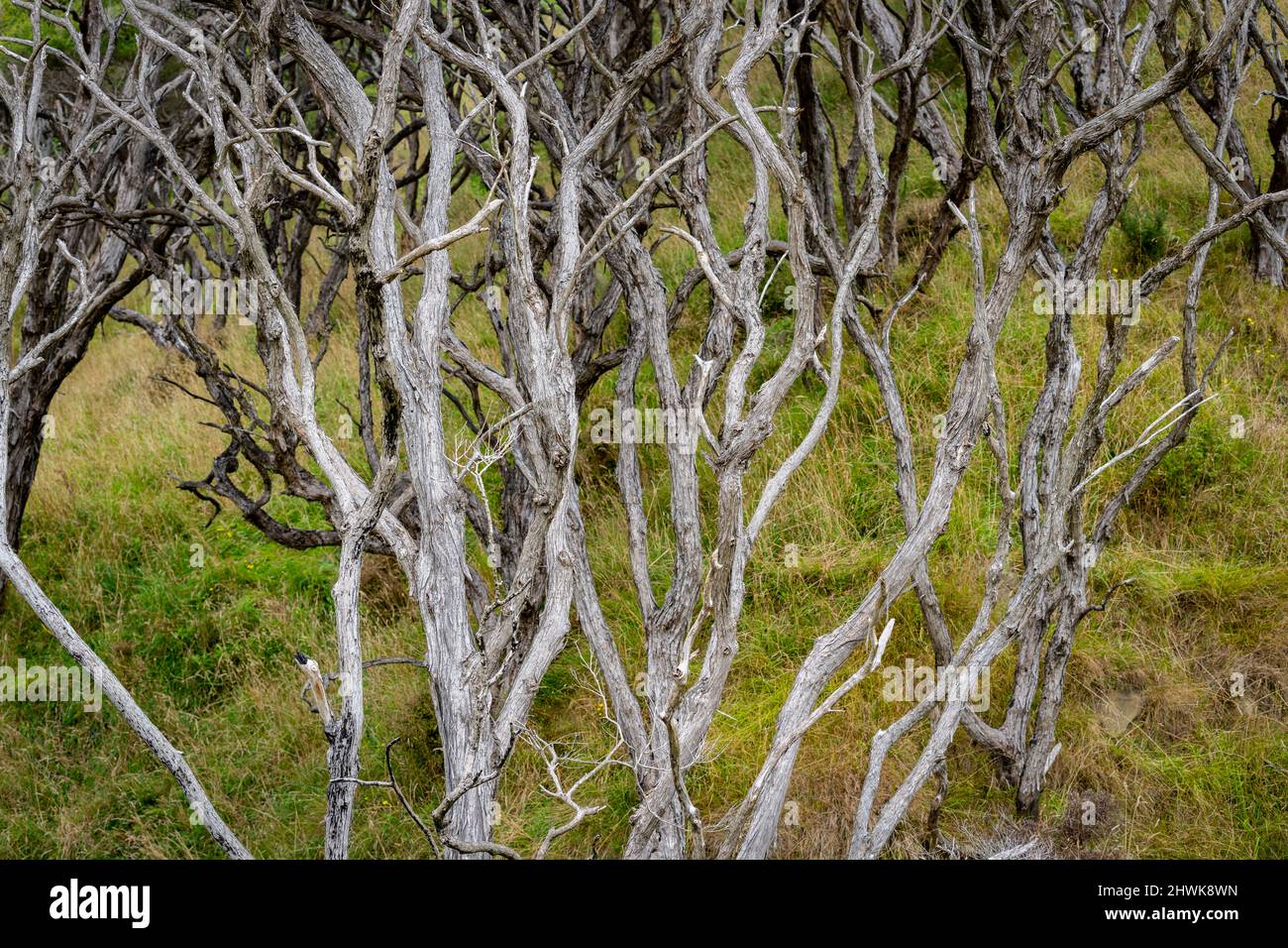 Knarriger, zackiger manuka-Baum stammt aus Wald abstrakt. Stockfoto