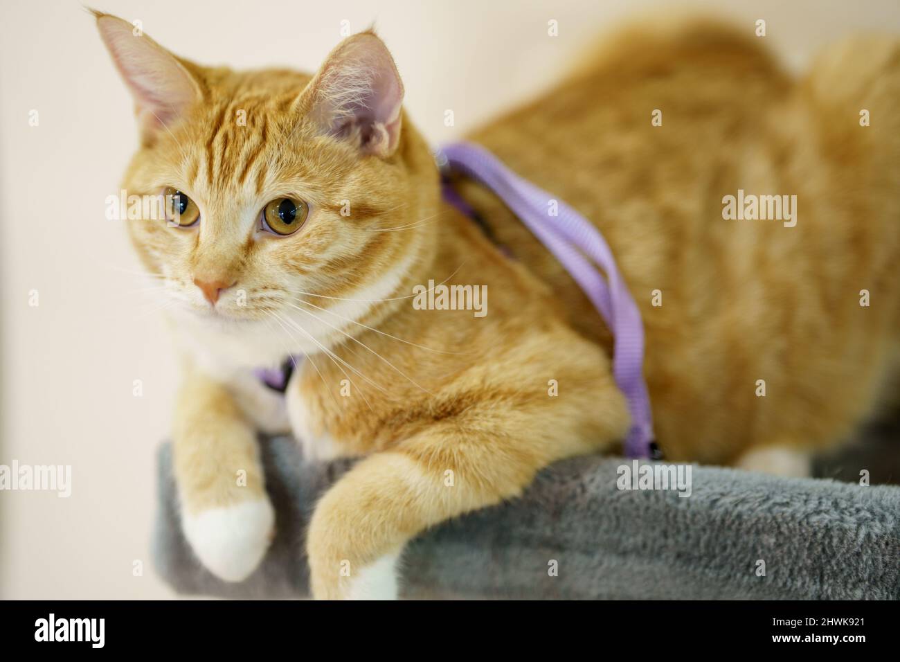 Foto einer niedlichen orange gestromten Katze Stockfoto
