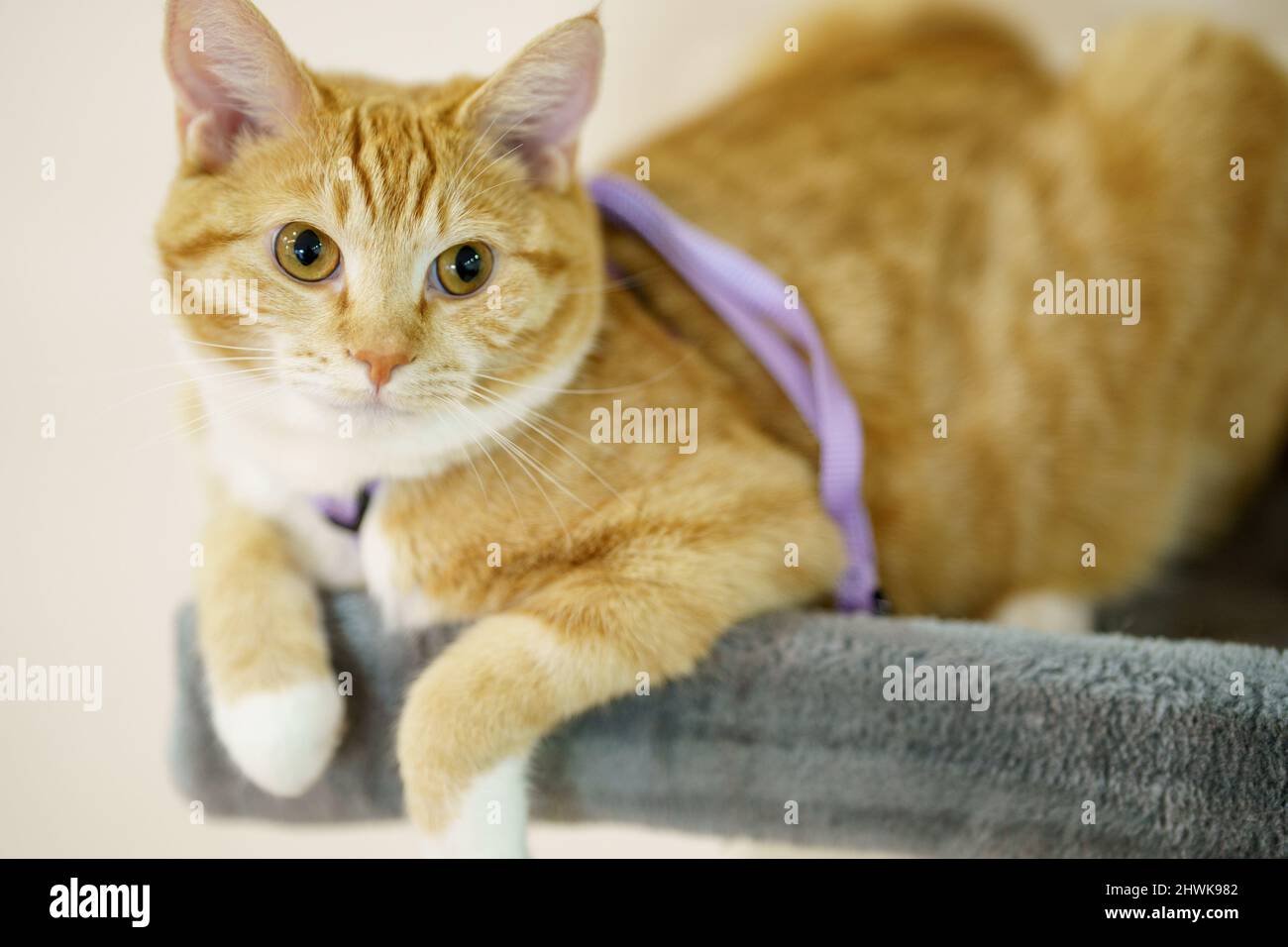 Foto einer niedlichen orange gestromten Katze Stockfoto
