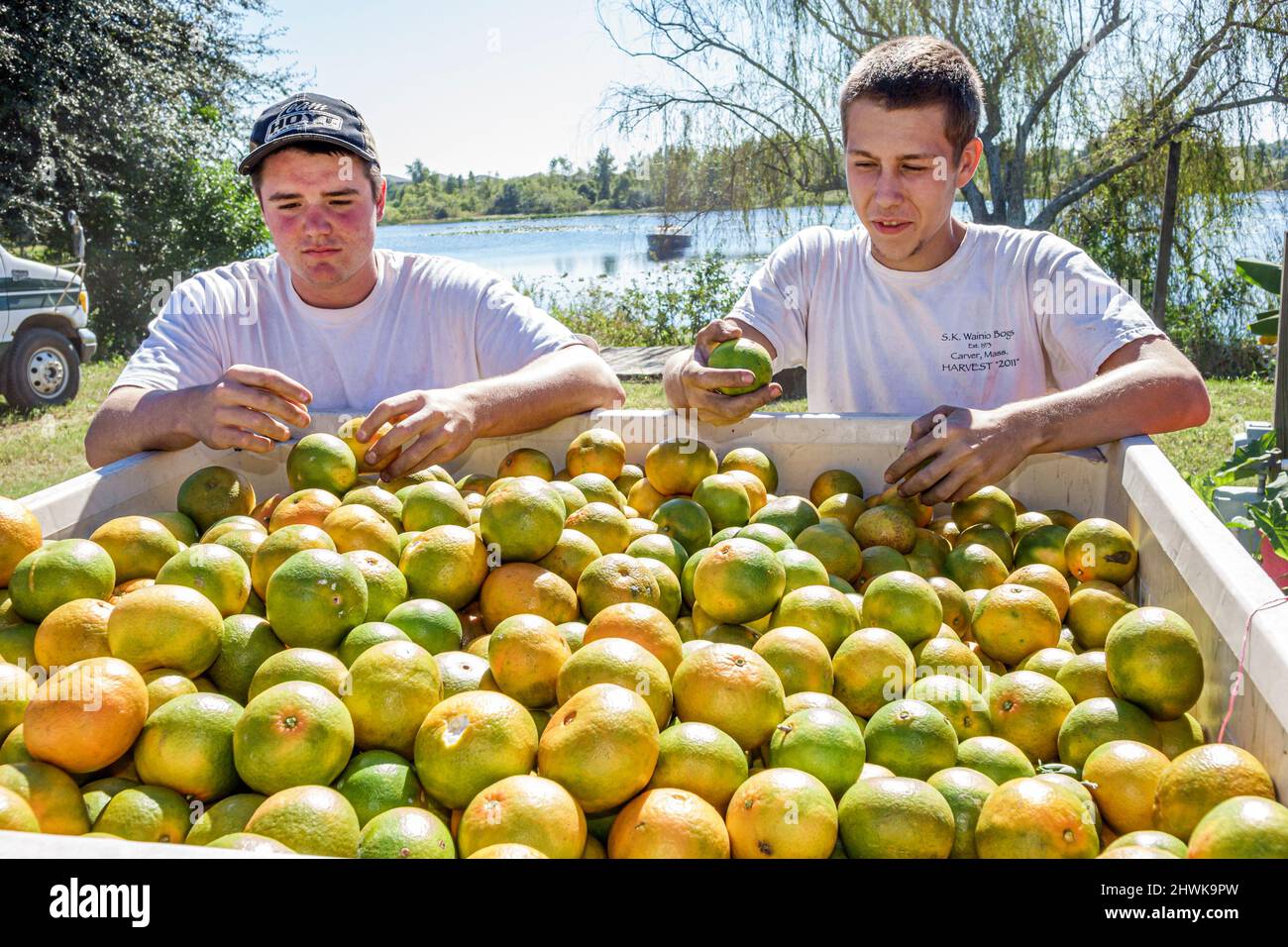 Clermont Florida, Schaufenster von Citrus geerntet Orangen, Männer männliche Landarbeiter Arbeiter Sortierung Stockfoto