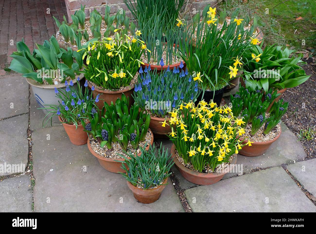 Frühlingszwiebeln, die in Töpfen bei Great Dixter, Northiam, East Sussex wachsen Stockfoto