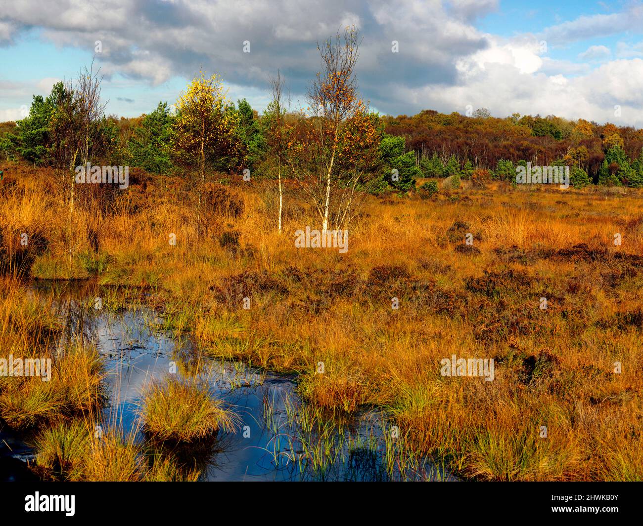 Peatlands Park, County Tyrone Stockfoto