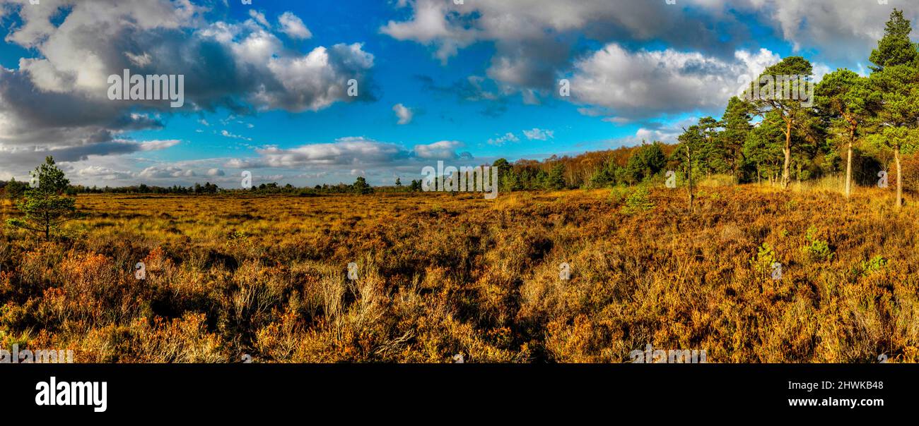 Peatlands Park, County Tyrone Stockfoto