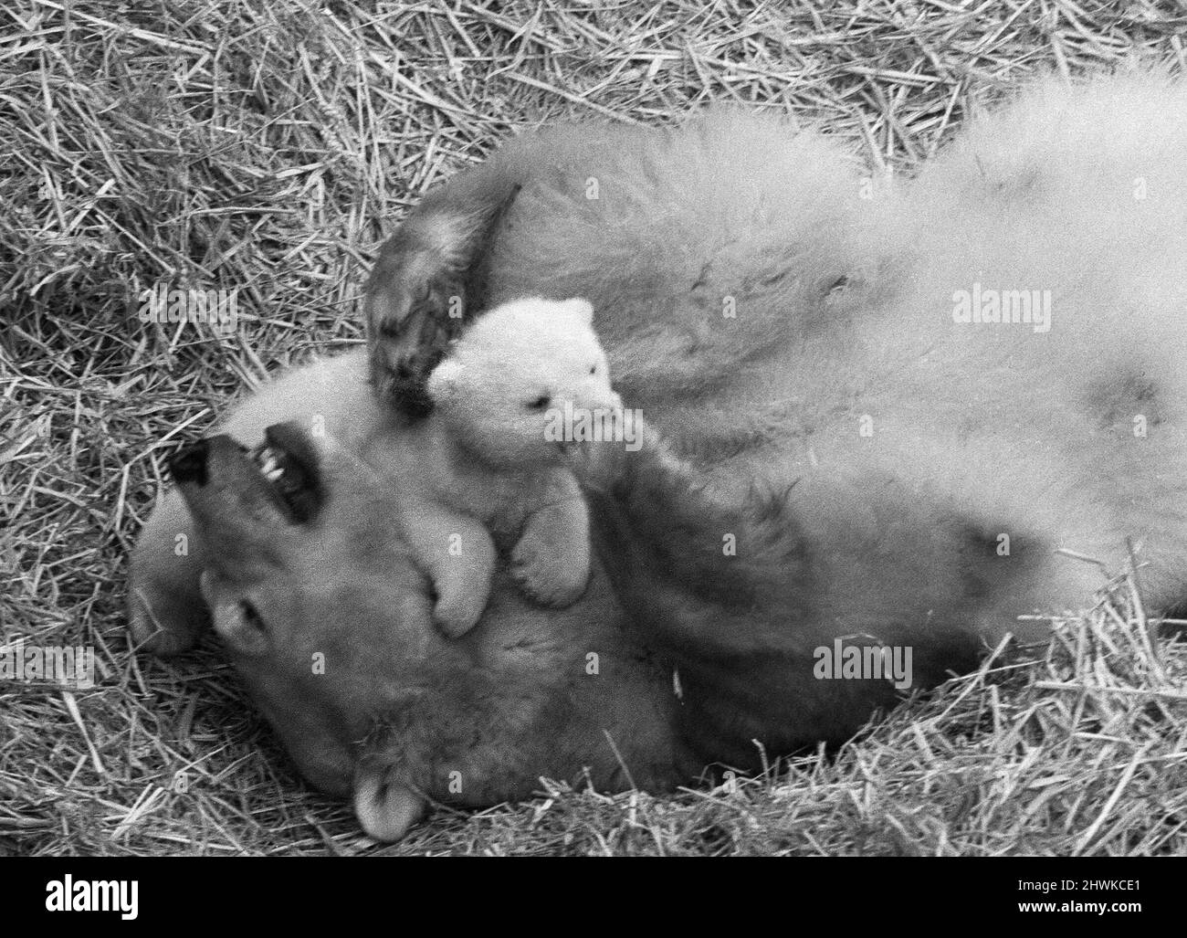 Zum ersten Mal wack, das Eisbärenjunge, das Sam und Sally am 29.. November 1972 geboren wurde, wagte sich mit seiner Mutter aus seiner privaten Höhle auf den Mappin-Terrassen, um die Presse zu treffen.Paddiwack, benannt von Chefkeeper Sam Morton, wiegt etwa 20 - 25 Pfund. Er ist das dritte Eisbärenjunge, das seit der Geburt des berühmten 'Brumas' im Jahr 1949 erfolgreich im Londoner Zoo aufgezogen wurde. 14.. Februar 1973 Stockfoto