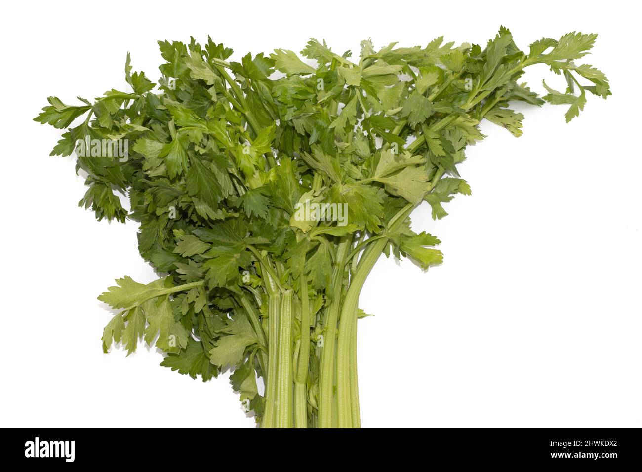 Ein Haufen Sellerie. Isoliert auf weißem Hintergrund. Stockfoto