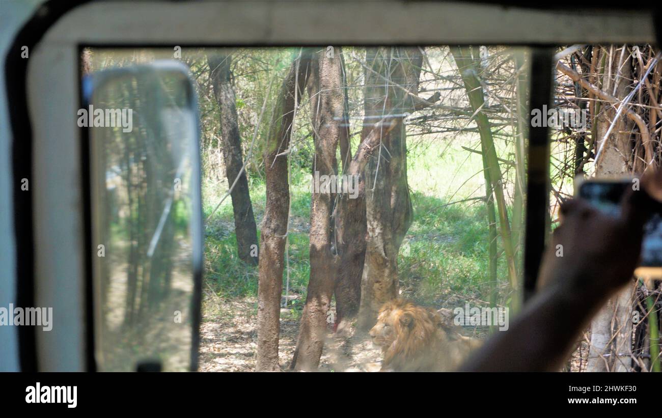 Löwengesichtung während der Safari-Reise Bannerghatta Biological Park, Bangalore, Karnataka, Indien Stockfoto