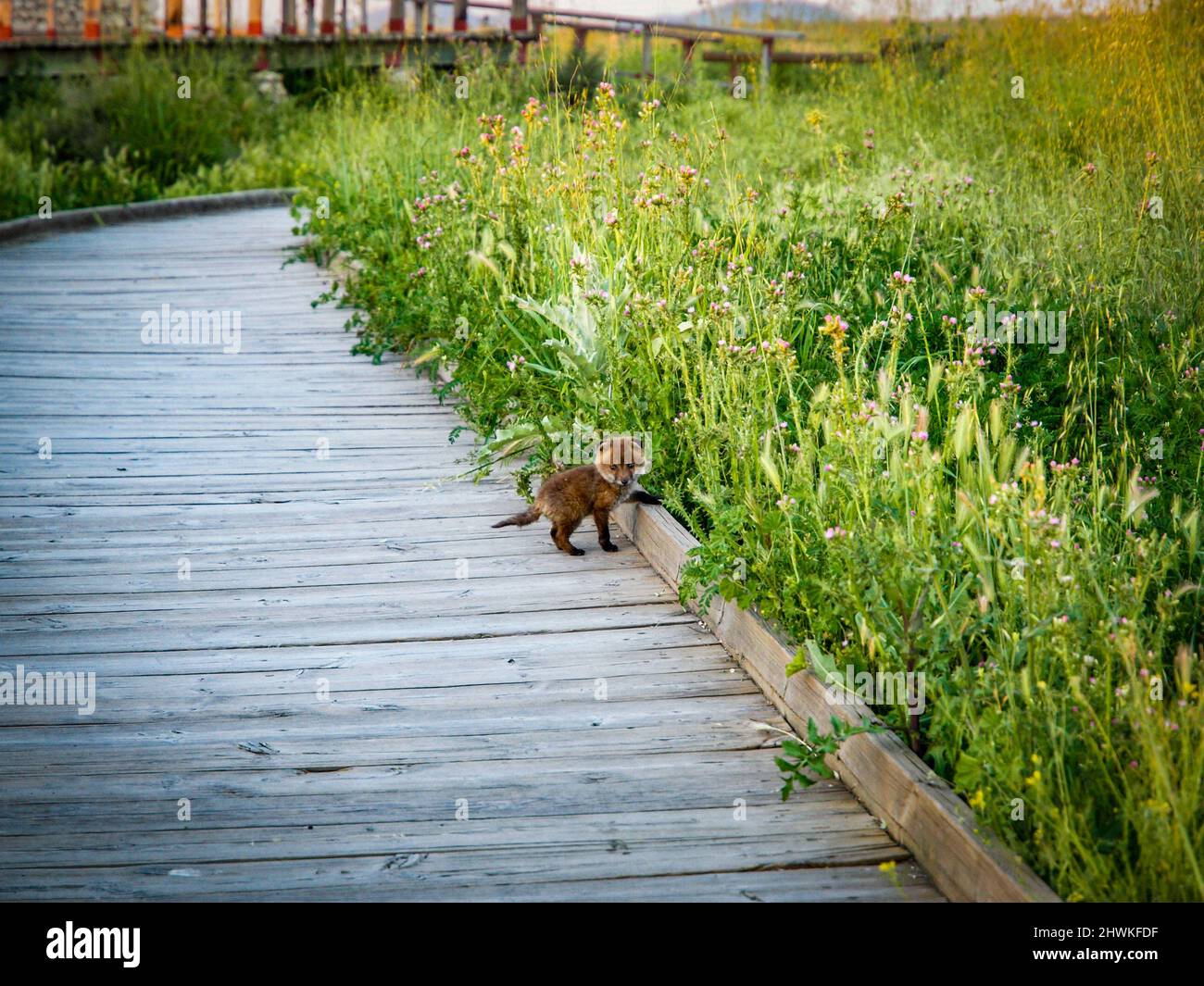 Ein kleiner Fuchs auf einem Holzweg im Naturpark Las Tablas de Daimiel Stockfoto